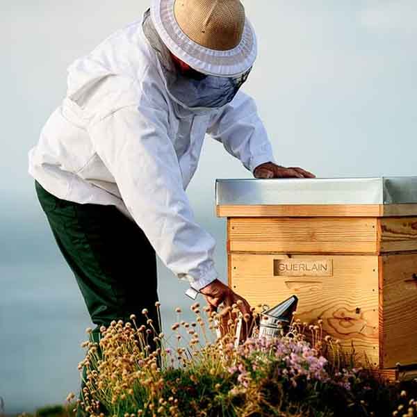 guerlain honey treatment 6 ABEILLE ROYALE HONEY TREATMENT : LA MAGIE DE LA PEAU REPULPÉE